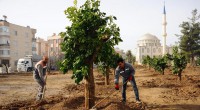 Anadolu Bahçesi’ne 60 yeni ağaç