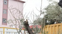 Kepez’de ağaçlar kesilmiyor, taşınıyor