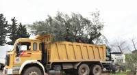 Kepez’de ağaçlar kesilmiyor, taşınıyor