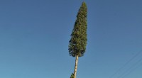 Kepez’de ağaçlar kesilmedi taşındı