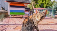 Kedi Apartmanı