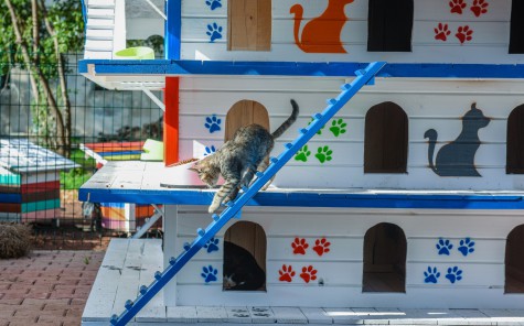 Kedi Apartmanı