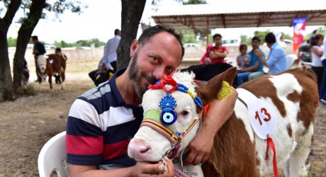 Kepez’de en güzel buzağı seçildi