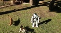 Antalya onu konuşuyor, hayvansever Robot 'NAO’