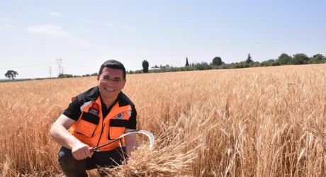 Kepez’in buğday tarlalarında hasat zamanı