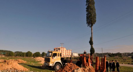 Kepez’de ağaçlar kesilmedi taşındı