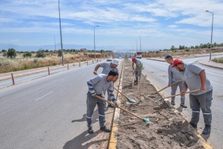 Kepez’den caddelere zeytin peyzajı