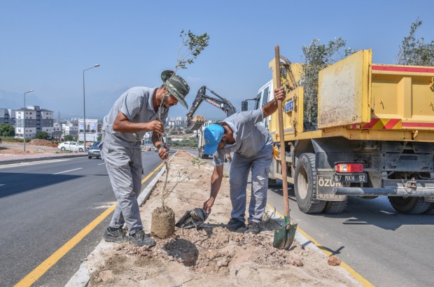 Zeytin Dalı Şehitleri Caddesi’ne 100 zeytin fidanı