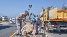 Zeytin Dalı Şehitleri Caddesi’ne 100 zeytin fidanı