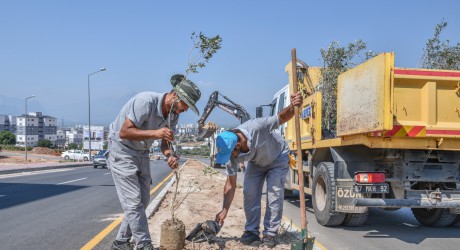 Zeytin Dalı Şehitleri Caddesi’ne 100 zeytin fidanı