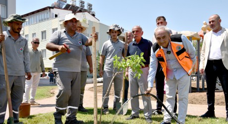 Yenilenen parka ilk ağaç fidanı Kocagöz’den