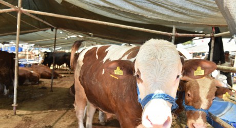 Kepez’de kurban pazarı 2 noktada hizmette