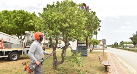 Kepez’de Gazi Bulvarı’ndaki parkların bakımı yapıldı