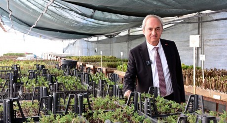Kepez yetiştiriyor, ilçe yeşilleniyor