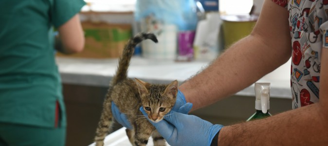 Kepez’in şefkat eli 2025’te binlerce can dosta uzandı