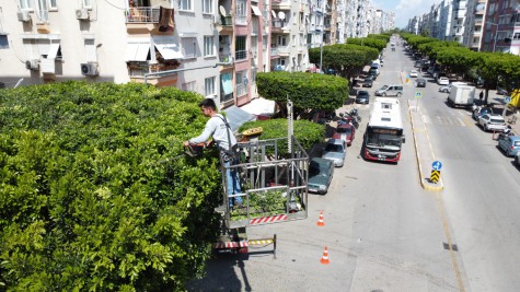 Kepez’de yeşil alanlar koruma altında