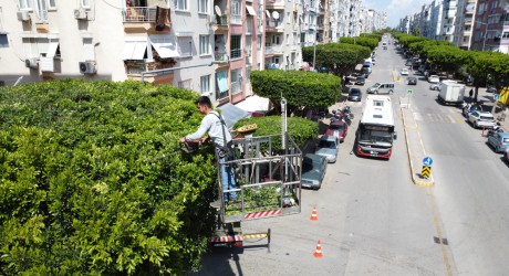 Kepez’de yeşil alanlar koruma altında