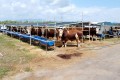 Kepez’in kurban pazarları hizmette