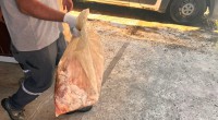 Kepez’de gıda deposuna denetim:  152 kilo et ve 20 bidon turşuya el konuldu  